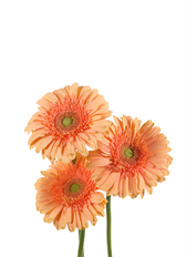 GERBERA DAISY PEACH