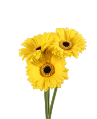 GERBERA MINI YELLOW