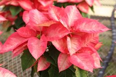 4.75" ICE CRYSTAL POINSETTIA