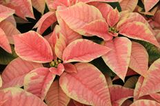 4.75" MARBLE POINSETTIA