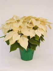 6.5" WHITE POINSETTIA