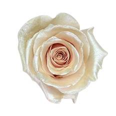 ROSE TINTED - SPECIAL ORDER ONLY