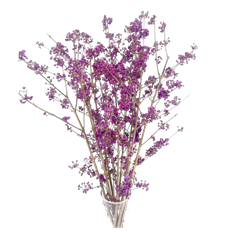 CALLICARPA BEAUTY BERRY