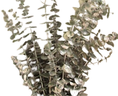 EUCALYPTUS PAINTED SILVER