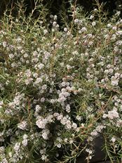 TEA TREE WHITE
