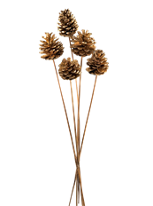 PINECONE AUSTRICA GOLD 100/CS