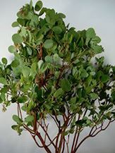 MANZANITA MED 3-4' 3-STEM BU