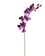 DENDROBIUM 27&quot; PURPLE