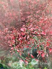 GINESTRA TINTED RED