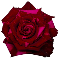 ROSE RED PANTHER SPECIAL ORDER ONLY