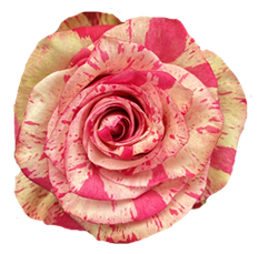 ROSE MAGIC TIMES SPECIAL ORDER ONLY