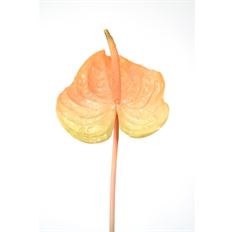 ANTHURIUM PEACH