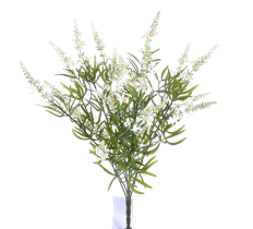 PODOCARPUS BUSH X9 19" GREEN