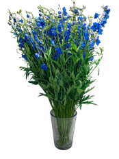 DELPHINIUM SPRAY BLUE