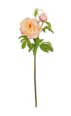 PEONY OPEN 29" PEACH