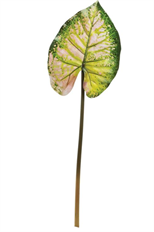 CALADIUM WILD LEAF 36.5&quot; GRN MAUVE
