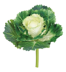 CABBAGE PICK 10"GREEN CREAM