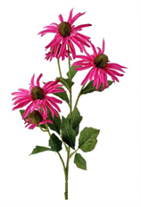 ECHINACEA X3 29" PURPLE