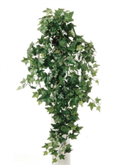 IVY BUSH COURTYARD X280 36" GREEN