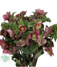 HELLEBORUS PINK