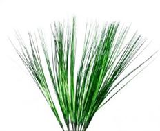 ONION GRASS 21" GREEN 24/PK