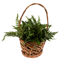 6" BASKET STARTER ARR.