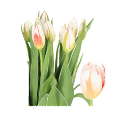 TULIP FRENCH ASSOETED COLORS