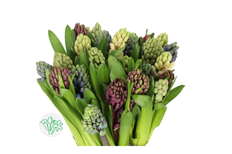 HYACINTH YELLOW