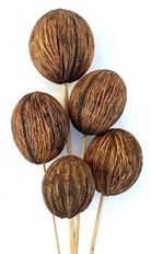 MINTOLLA POD ON STEM 5/PK