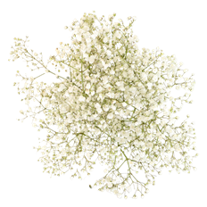 GYPSOPHILA MARKET BUNCH