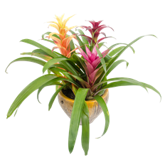 10" TRIPLE BROMELIAD