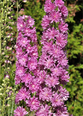 DELPHINIUM BELLADONNA PINK