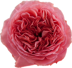 ROSE XPRESSION CANDY