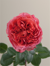 ROSE XPRESSION DARK