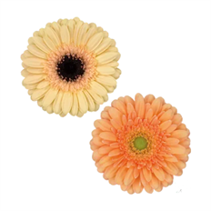 GERBERA MINI PEACH
