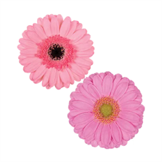 GERBERA MINI PINK