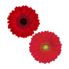 GERBERA MINI RED