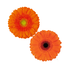 GERBERA MINI ORANGE