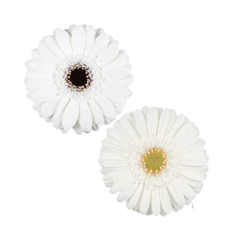 GERBERA MINI WHITE