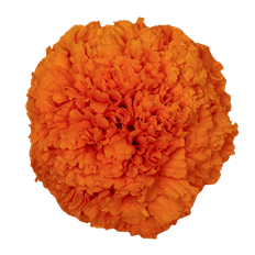 MARIGOLD
