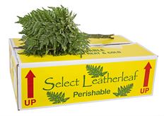 LEATHERLEAF 25 VAK PAK