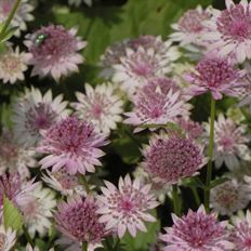 ASTRANTIA PINK 10 STEM BUNCH