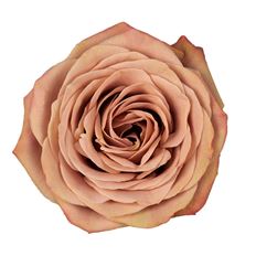ROSE CAPPUCCINO