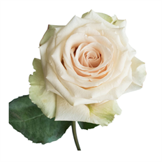 ROSES SWEETHEART CHAMPAGNE