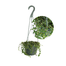 6" STRING OF FROGS HB