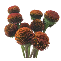 CONE ECHINACEA/POD