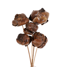 PALM FRUIT 16" POLISHED 5/PK