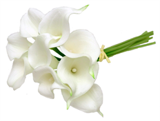 CALLA BUNDLE X9 15&quot; CRM WHITE