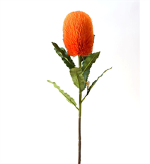 BANKSIA 25.5" ORANGE