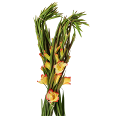 GLADIOLA MINI 10 ST BUNCH
